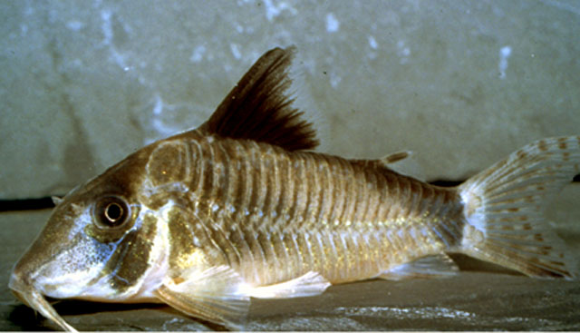 fish