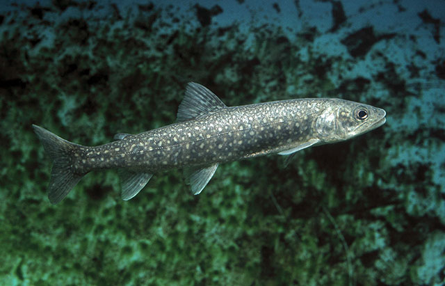 fish