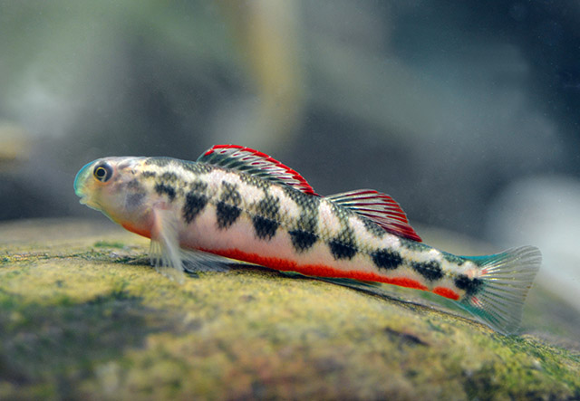 fish