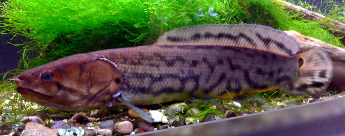 fish