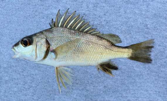 fish