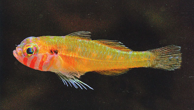 fish