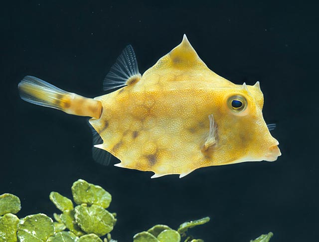 fish
