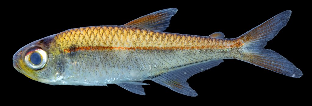 fish