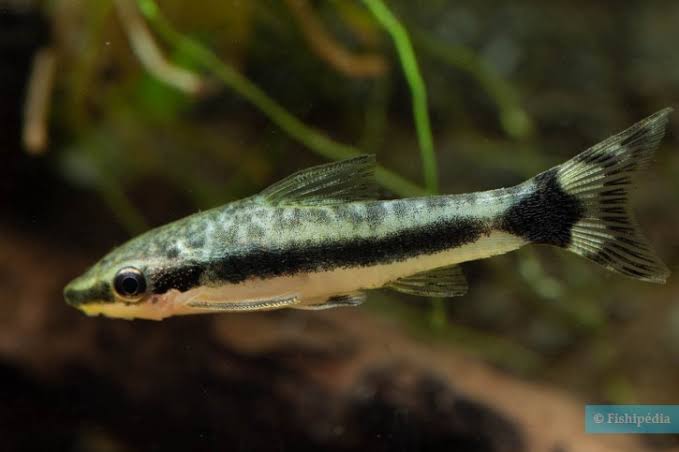 fish