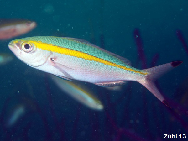 fish