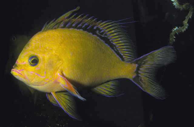 fish
