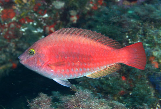 fish