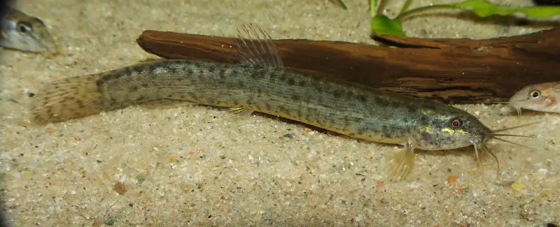 fish