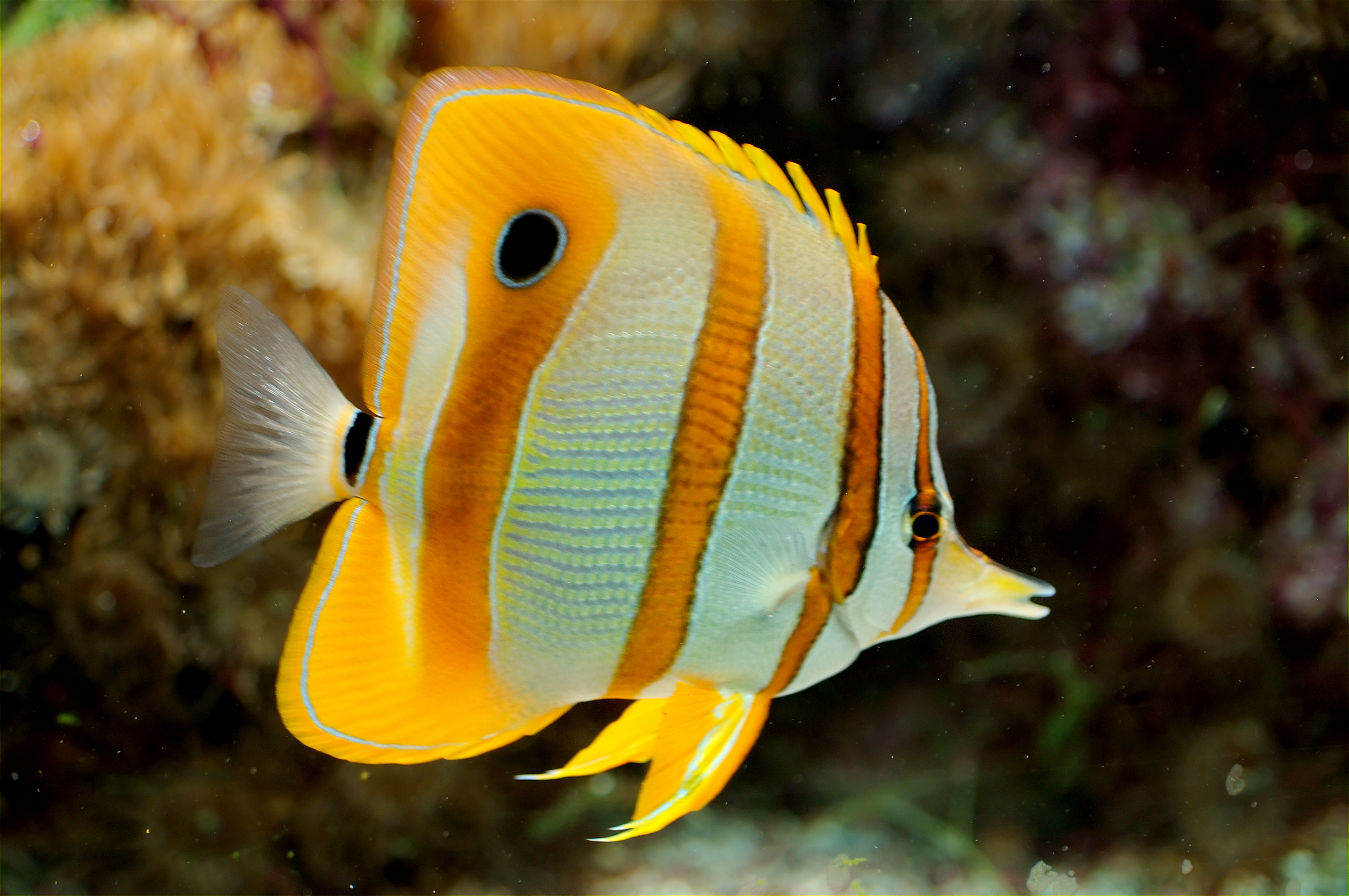 fish