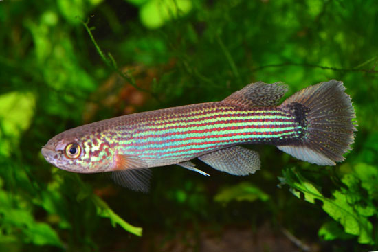 fish