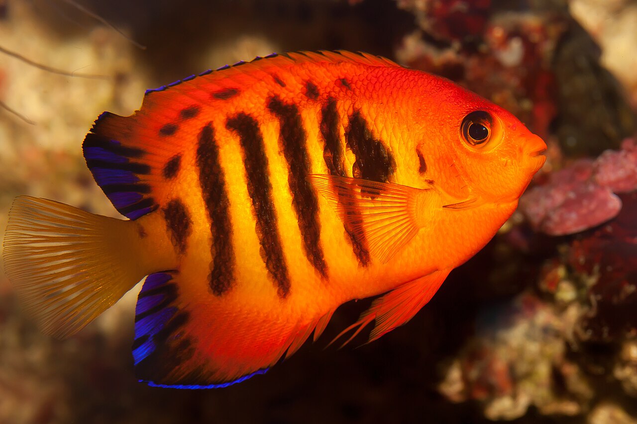 fish