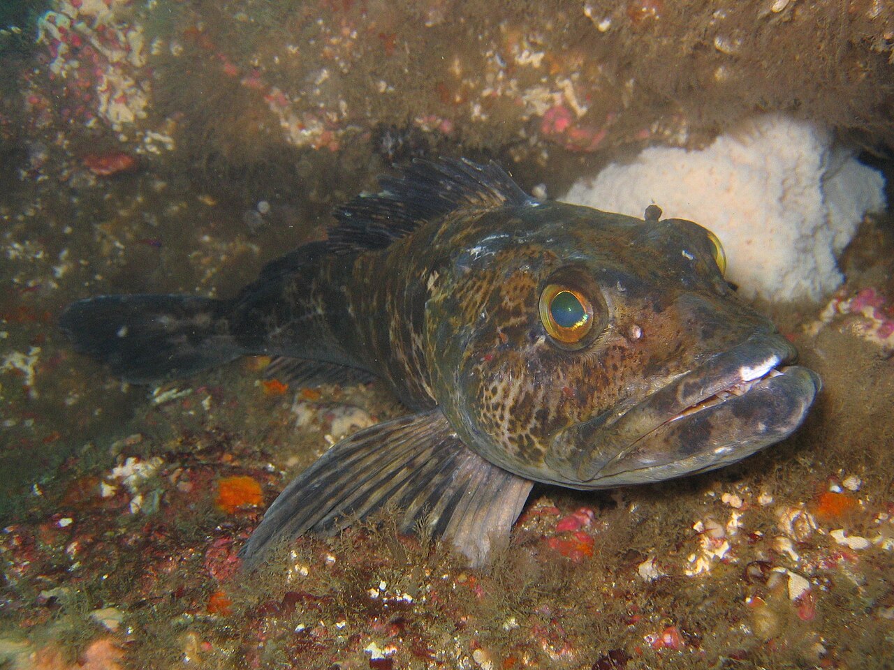 fish