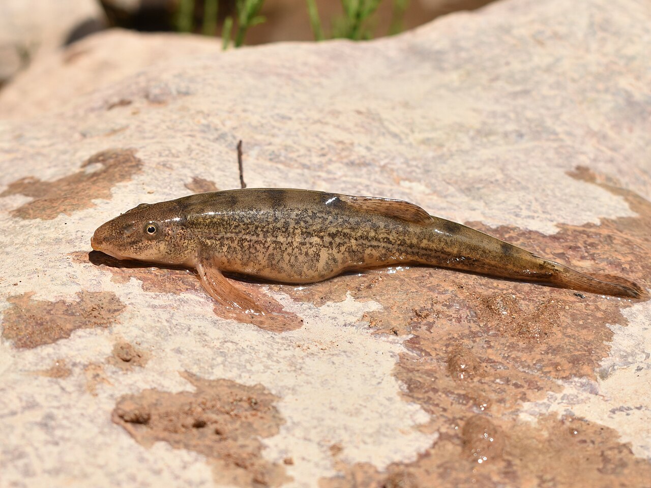 fish