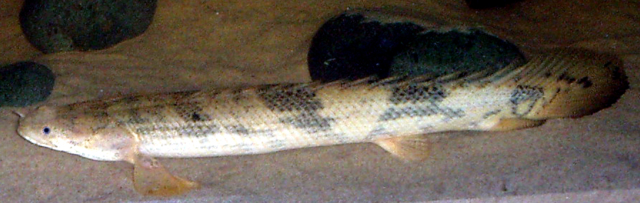 fish