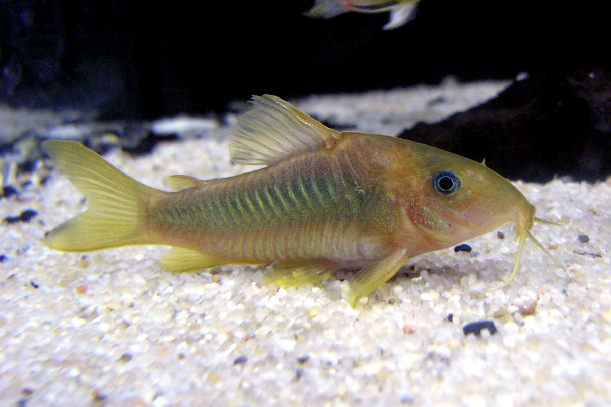 fish