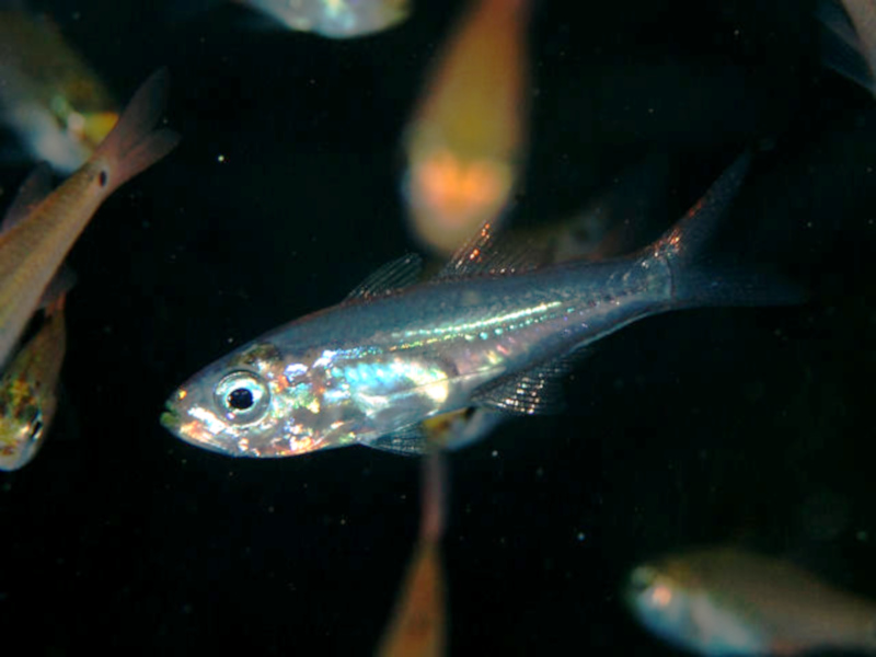 fish