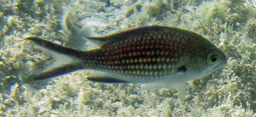 fish