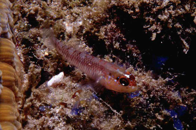 fish
