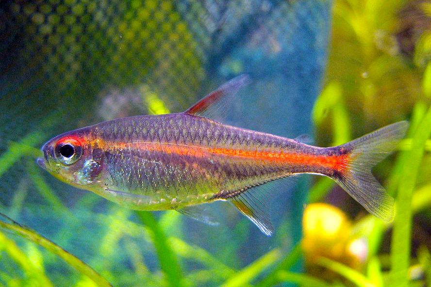 fish