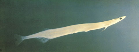 fish