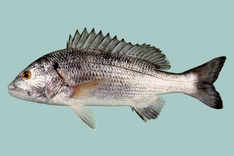 fish