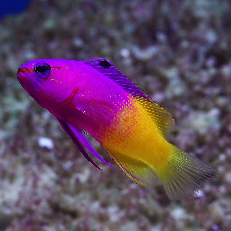 fish