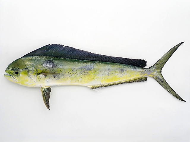 fish