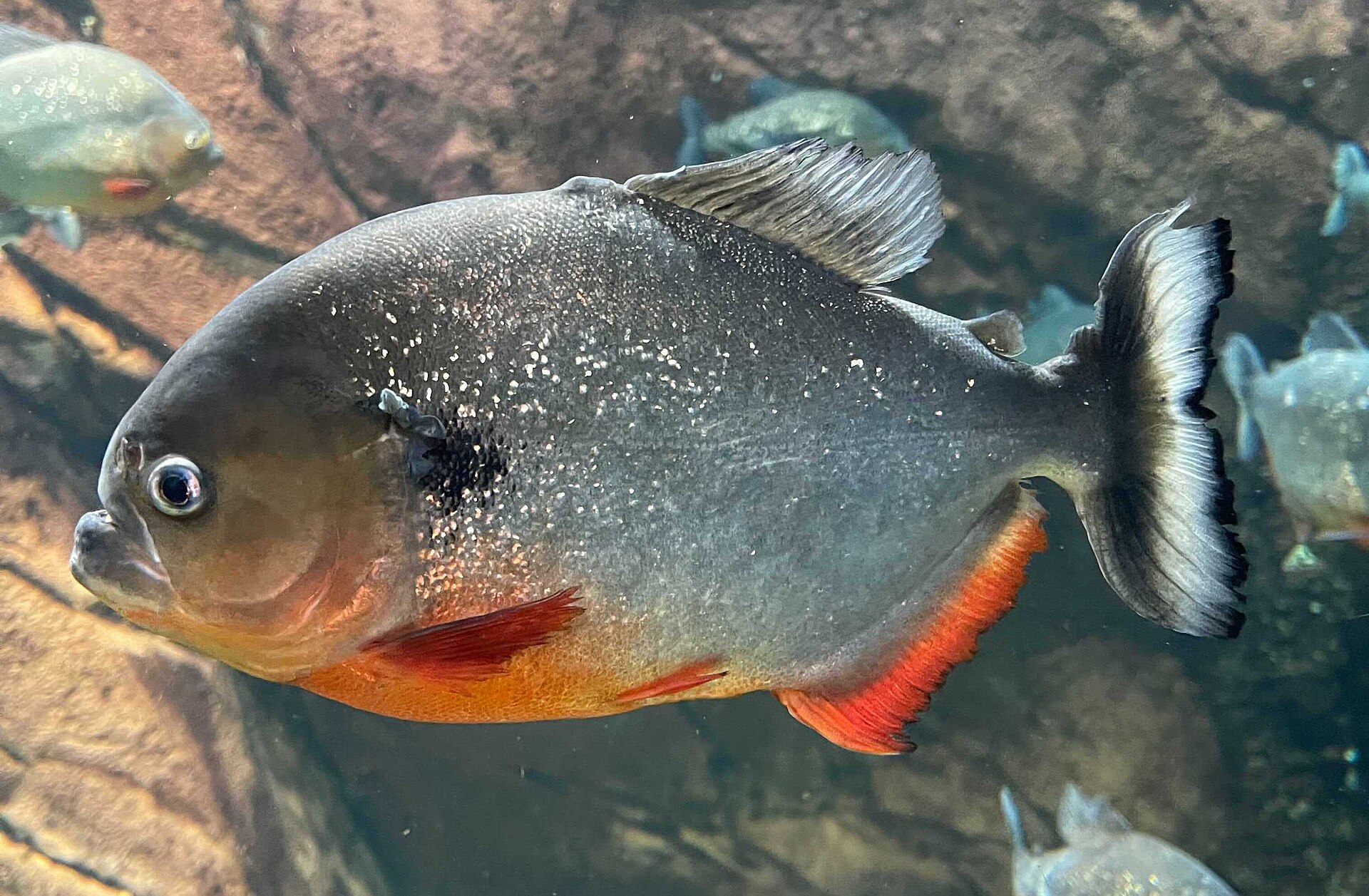 fish
