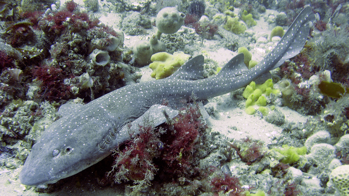 fish