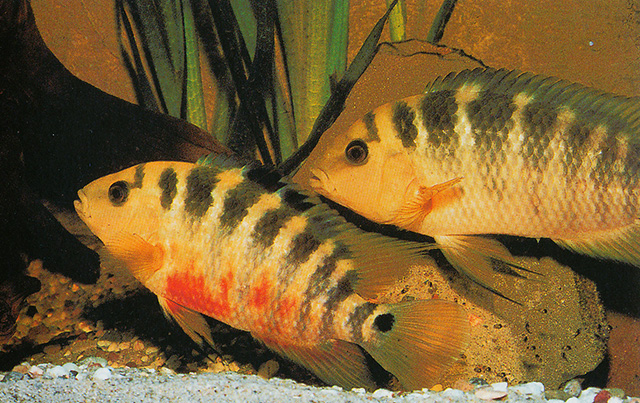 fish