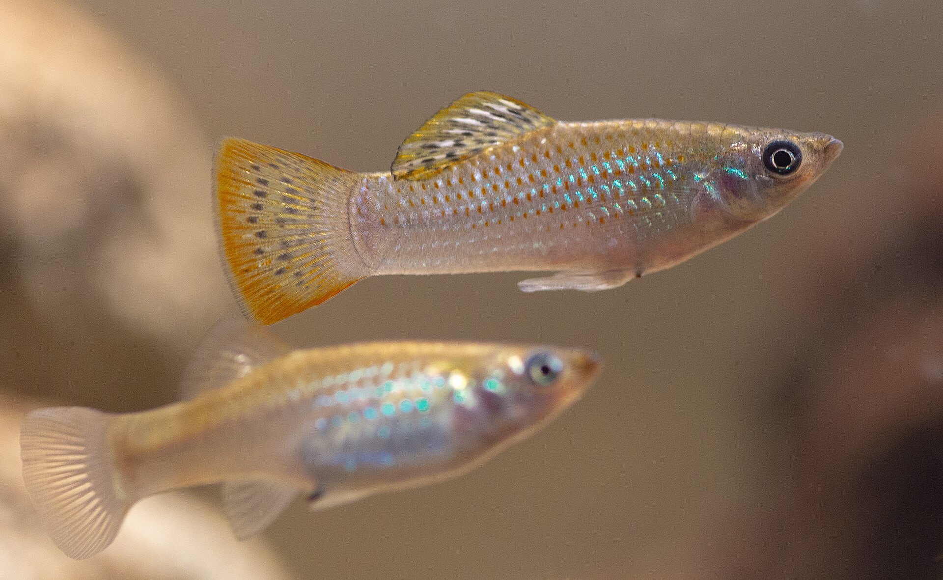 fish