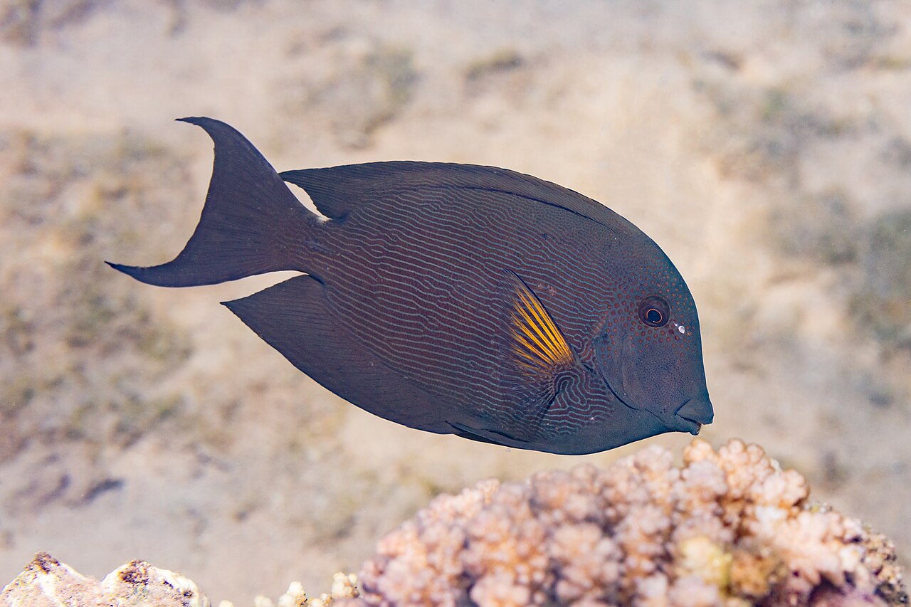 fish