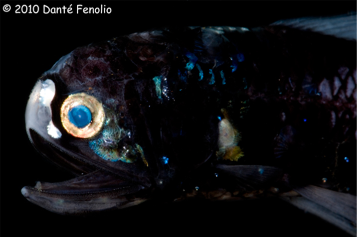 fish