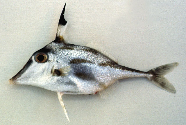 fish