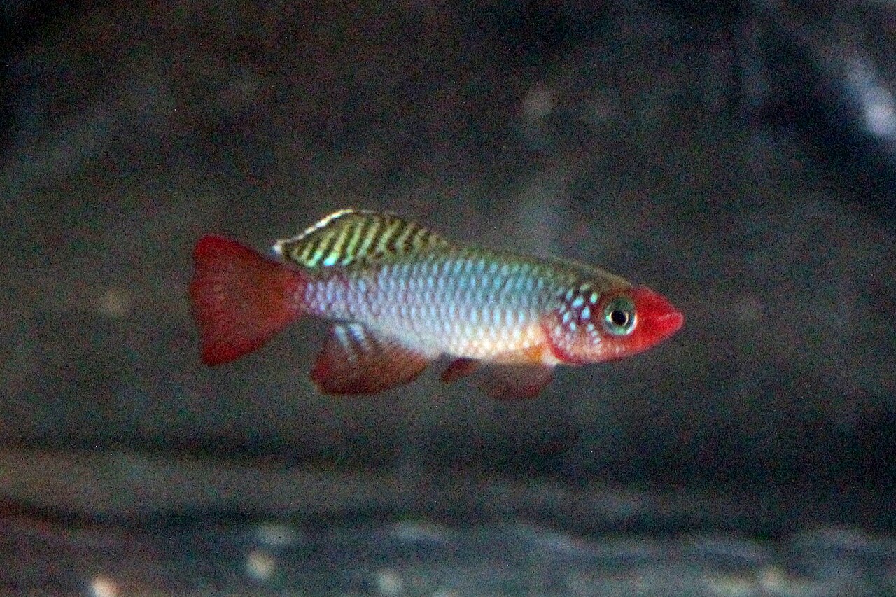 fish