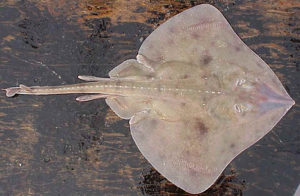 fish
