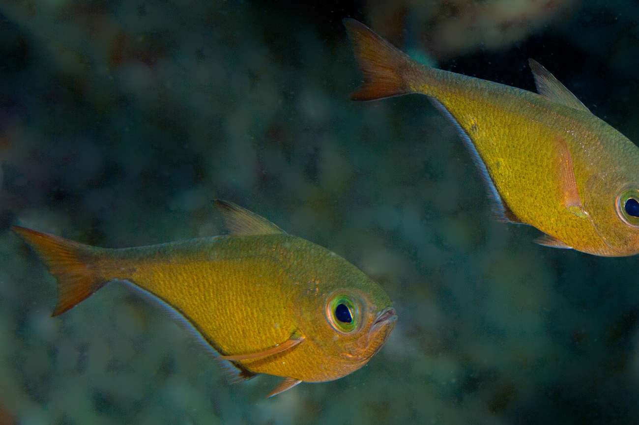 fish