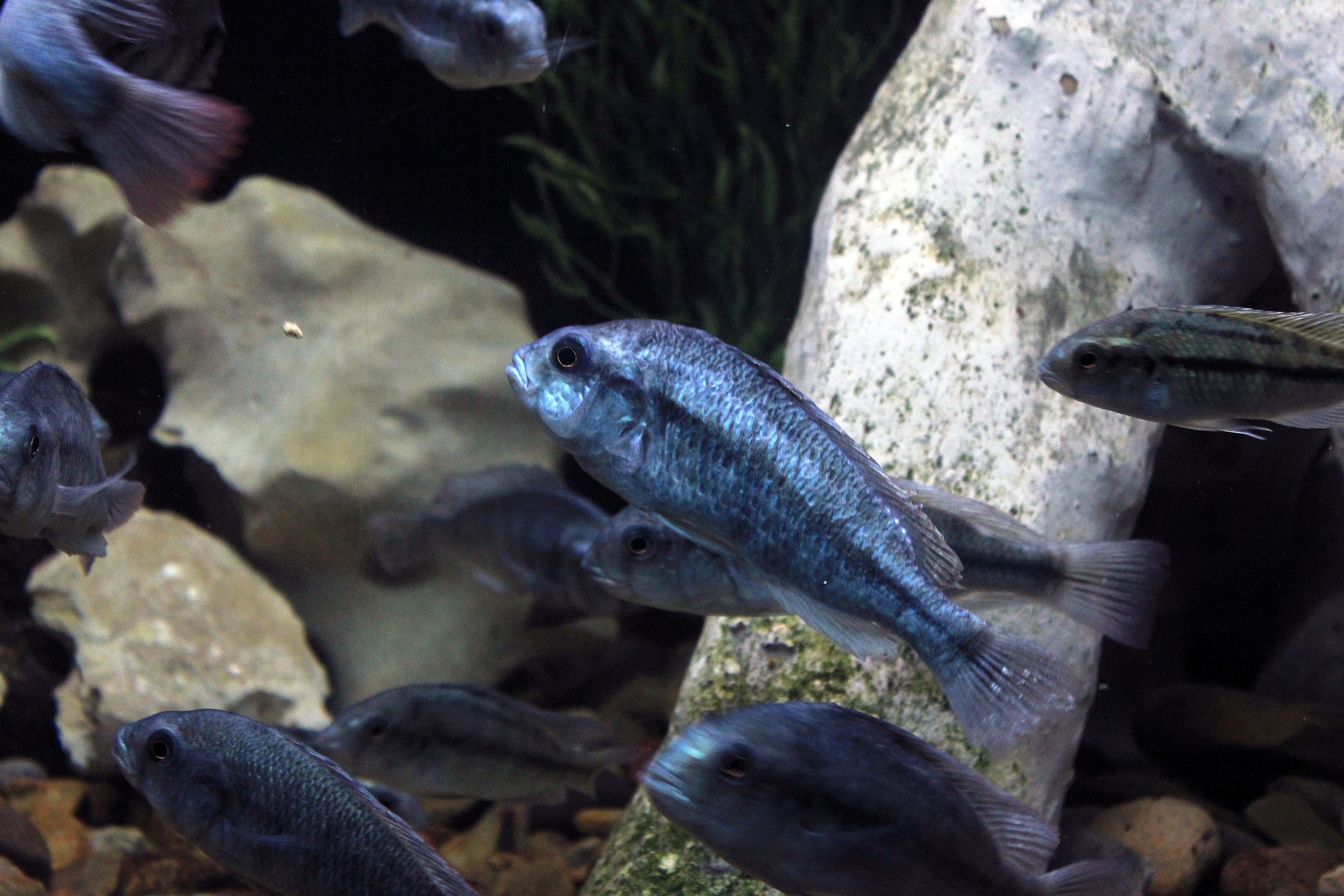 fish