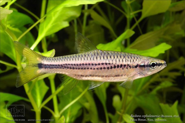fish