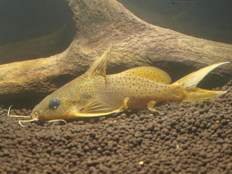 fish