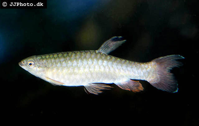 fish