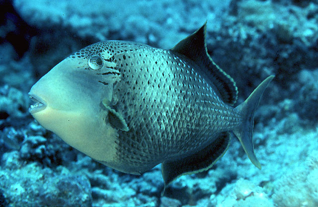 fish