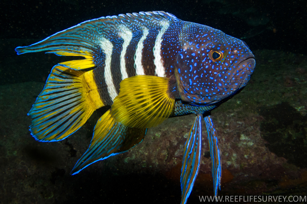 fish