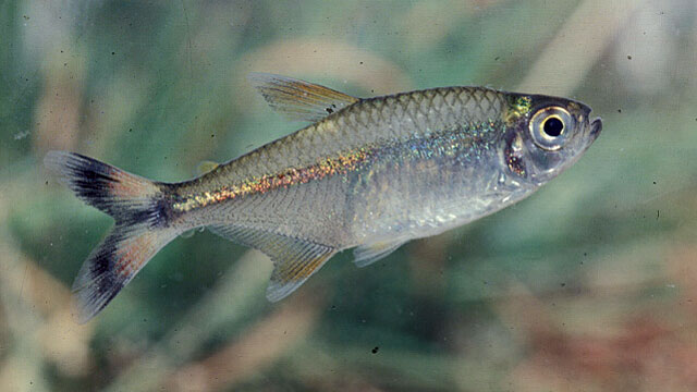 fish