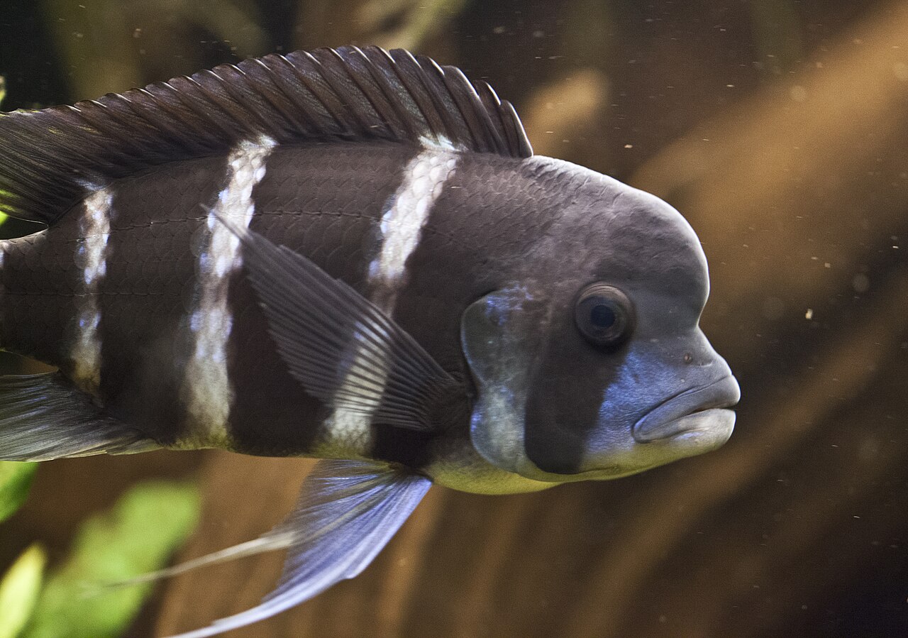 fish