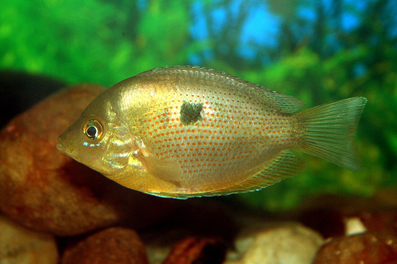 fish