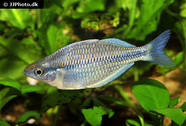 fish