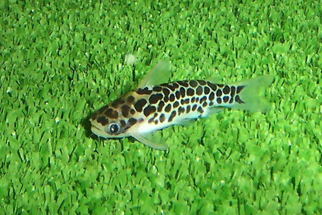 fish