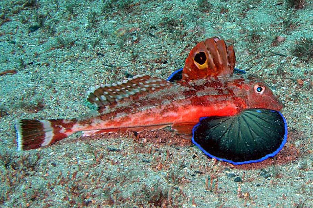 fish